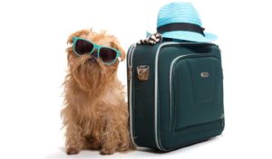Holidays-with-Dogs-How-to-Travel-on-Vacation-with-Your-Dog